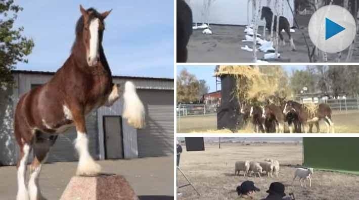 Bakom kulisserna – så tränas hästarna inför Super Bowl