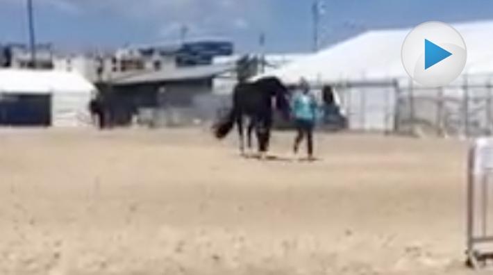 Charlotte och Valegro leker efter finalen