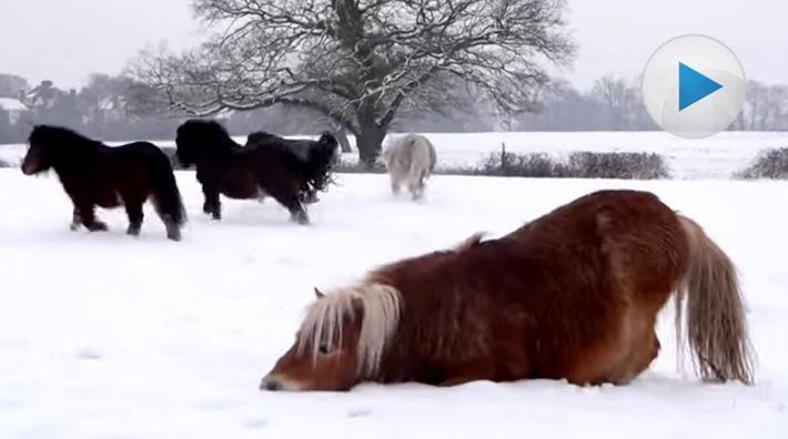 Shetlands-glädje över snön