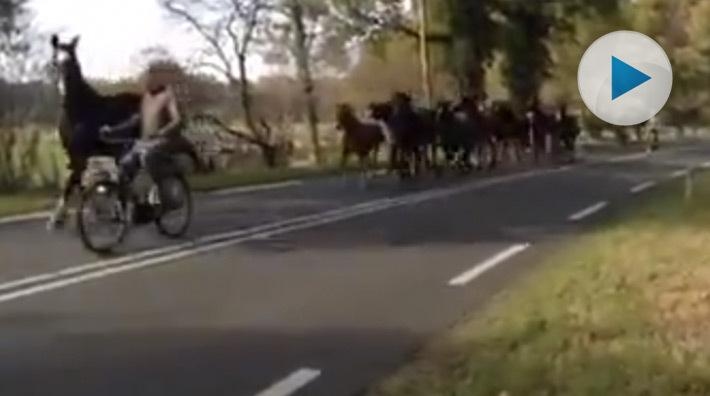 Dags att ta in hästarna från betet i Holland