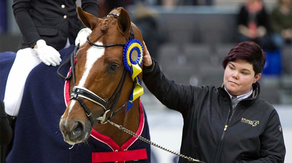 Den godkända avelshingsten Dragon Welt, som köptes av Jan Brink och sedan såldes, är Pernilla Svenssons mest kända uppfödning. Foto: Catharina Brink