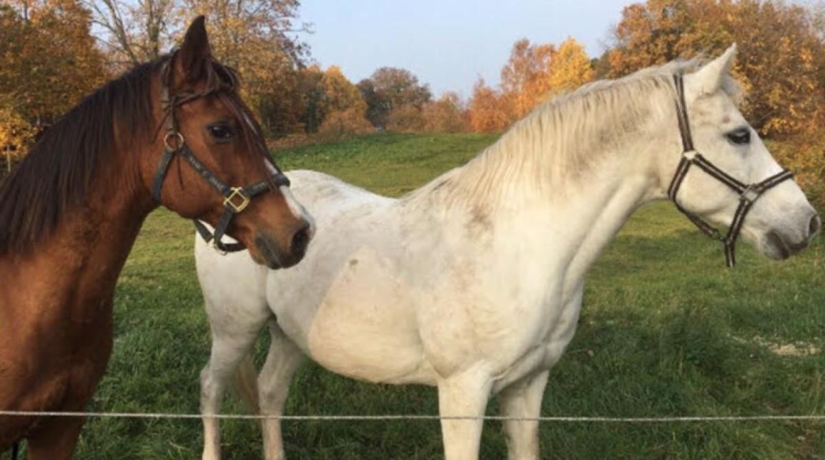 Elaines hästar Fenix och Edymus stals och tjuvreds av ungdomar. Nu läggs polisutredningen ner. Foto: Privat