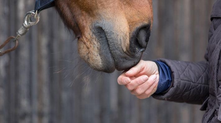 Dömd för att ha sålt skadade hästar som friska – fortsätter att sälja sjuka hästar