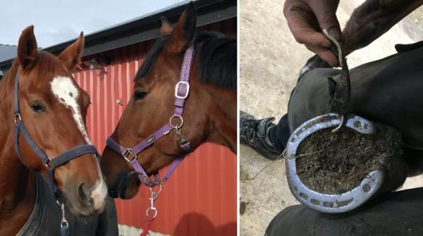 Herman och Denver busade så mycket i hagen att grimman fastnade i en sko.