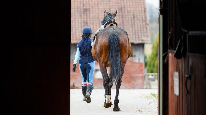 Köparen klarade inte av hästen – stämde säljaren: ”Har varit en psykisk påfrestning”