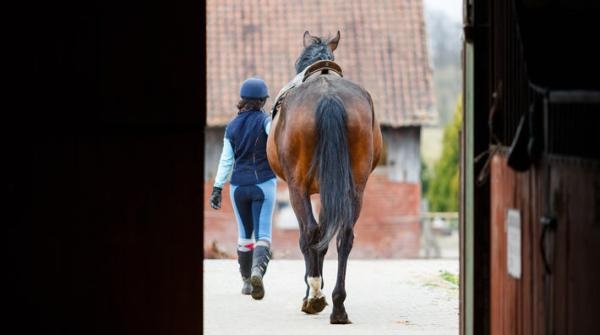 Köparen klarade inte av hästen – stämde säljaren: ”Har varit en psykisk påfrestning”