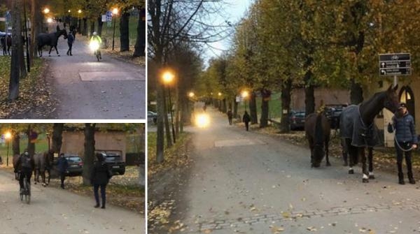 Trafikkaos vid ridskola: ”Bara en tidsfråga innan det händer något allvarligt”