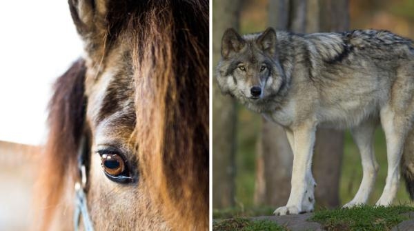 Hästägare ansökte om skyddsjakt på varg – fick nej: ”Det är väldigt obehagligt”