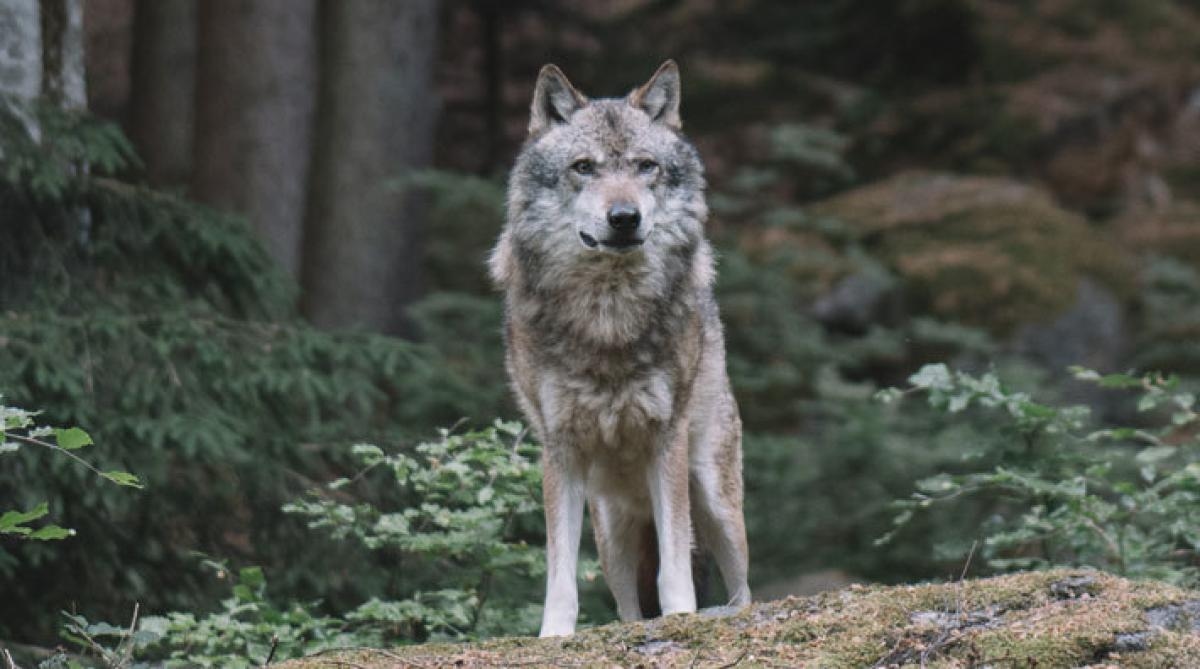 Shetlandsponnyer dödade av varg i Danmark