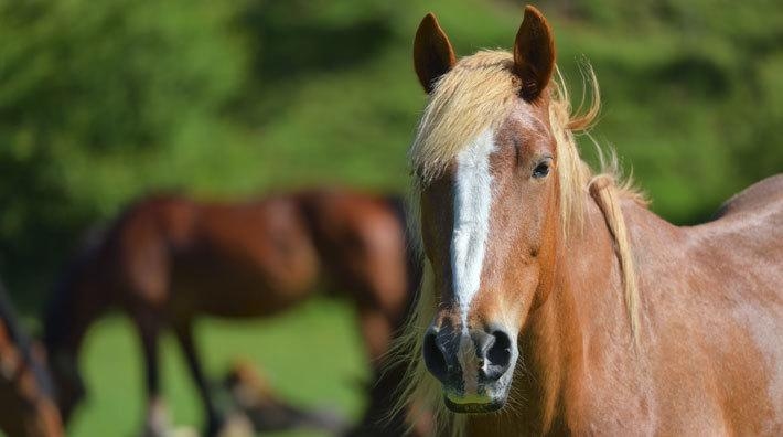 Hästen på bilden har inget samband med artikeln. Foto: Adobe Stock