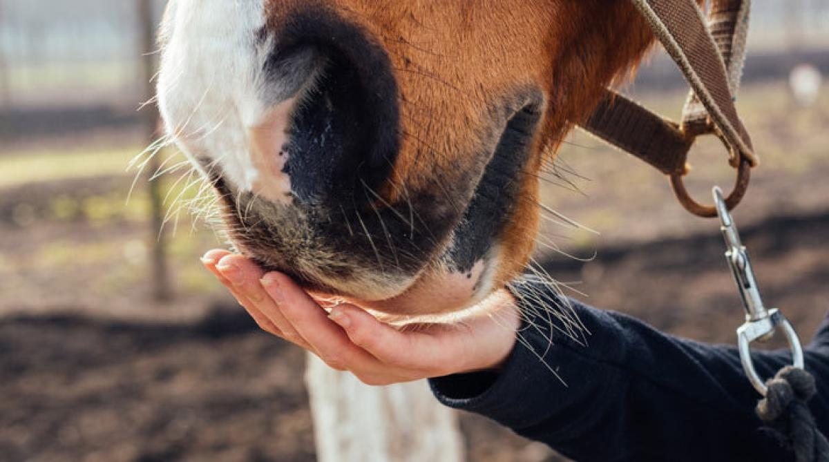 Foto: Adobe Stock