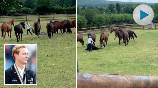 Dressyrryttaren Sönke Rothenberger börjar miljöträningen av hästarna tidigt. Här övervinner en flock tvååriga ston rädslan för en presenning.