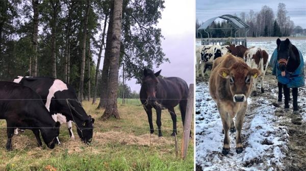 Hästen Putte, 27 år, är kung i kohagen: "Han sover med dem, kliar dem och vaktar dem"