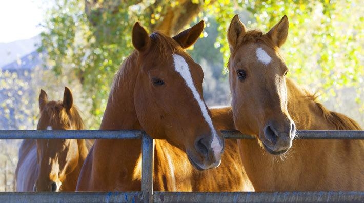 Foto: Adobe Stock