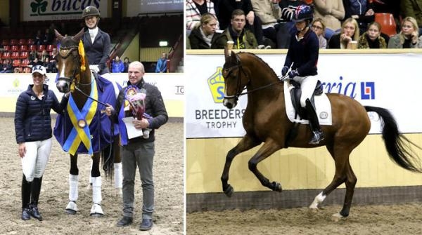 Skywalker vann Breeders fyraårsfinal för två år sedan  och lovordades av testryttaren Charlotte Dujardin. Arkivfoto; Anki Yngve