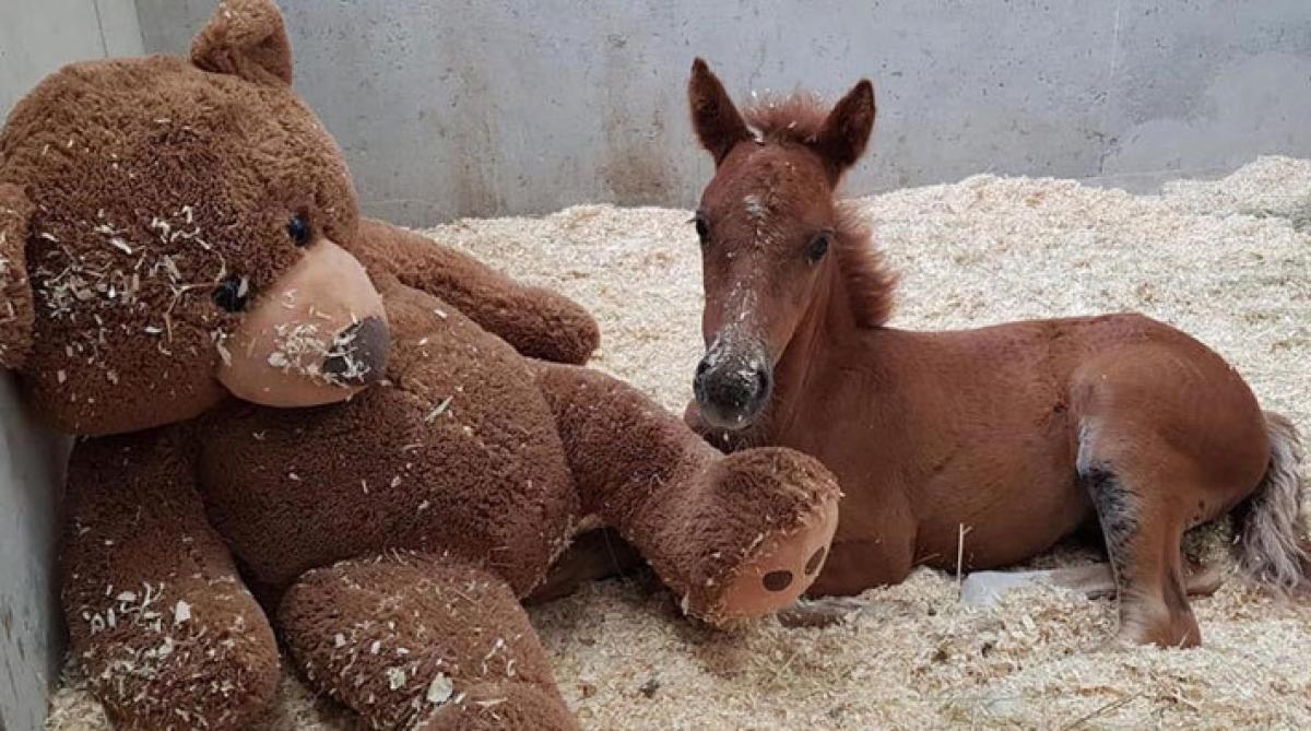 Foto: The Mare & Foal Sanctuary