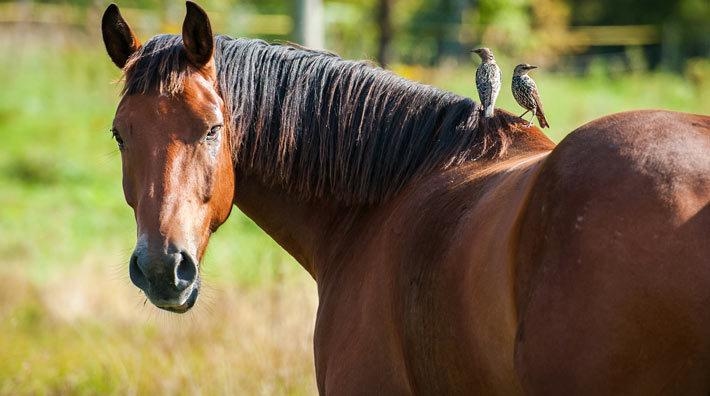 Foto: Adobe Stock