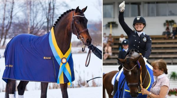 Förra årets bruksprovsvinnare Demand till vänster. Till höger Astoria som vann årets sjuårsfinal tillsammans med Jeanna Högberg i Falsterbo. Arkivfoto: Jennie Börs (Demand) och Linnea Lindahl (Astoria...