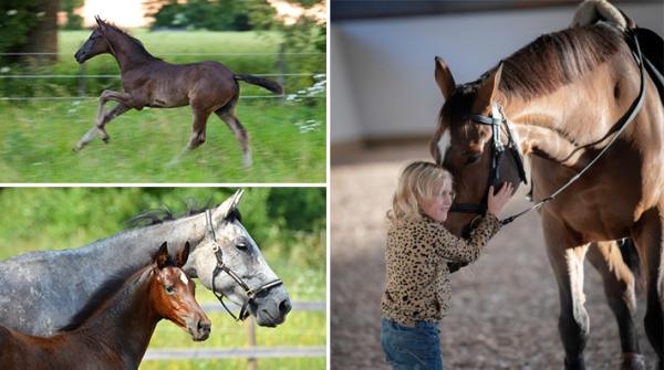 Foto: Kamilla Krobska (överst till vänster), Haglunds sporthästar (nederst till vänster) och Dan Wernberg (höger)