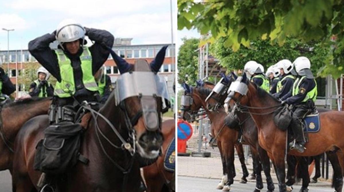 Polisrytteriet söker hästskötare och ny fyrbent kollega