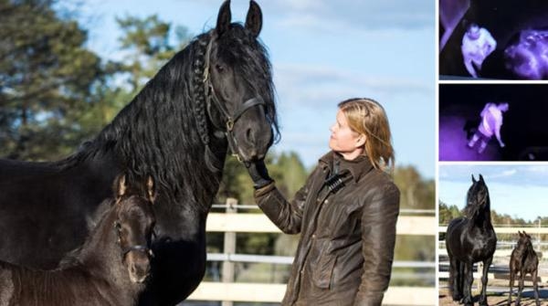 Maaike och hennes föl, samt skärmdump från fölkameran. Foto, Maaike: Jennie Börs 
Arkivfoto på Maaike och hennes föl: Jennie Börs (och bevakningsbilder)