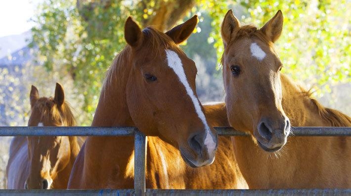 Foto: Adobe Stock