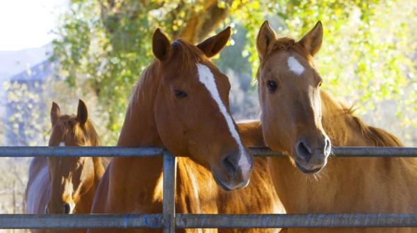 Foto: Adobe Stock