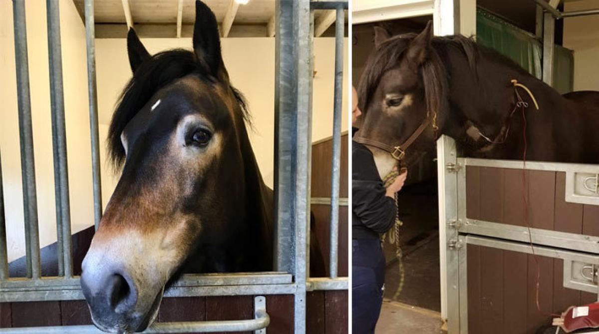 Nordsvensken Rabalder är blodgivare