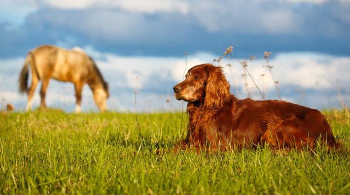 Foto: Adobe Stock