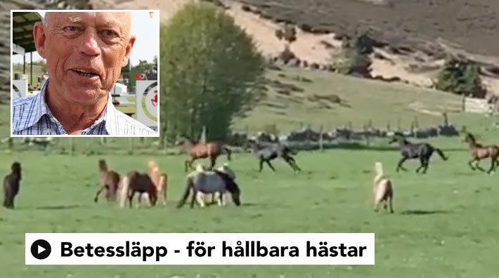 Unghästarna har släppts på Brösarps backar: "Det är med hästar som med barn"