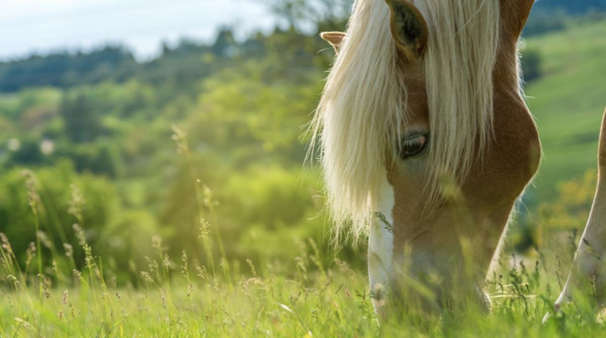 Foto: Adobe Stock