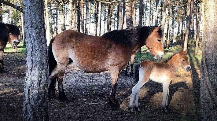 Foto: Anna Ericsson. Årets första hingstföl på Lojsta hed, tillsammans med mamma Madine (Lägg även märke till den tredje hästen i bild som glatt poserar för kameran).