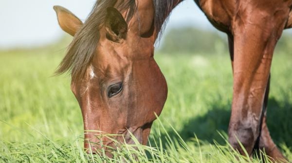 Foto: Adobe Stock