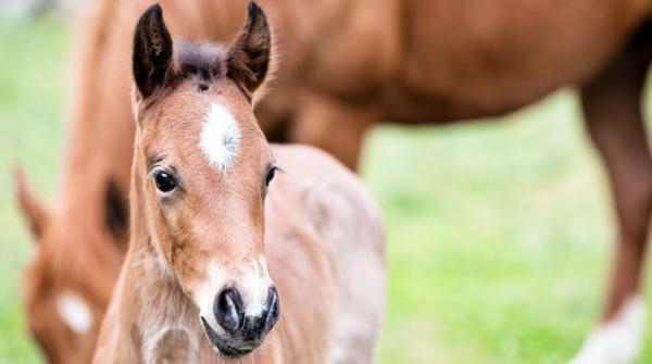 Foto: Adobe Stock