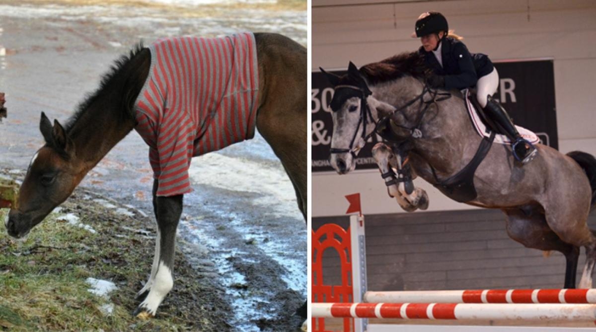 Sofia Björserud rider egna uppfödningen Cardigan på GHS: ”Målet är att vinna”