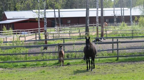 Foto: Runsten Equestrian