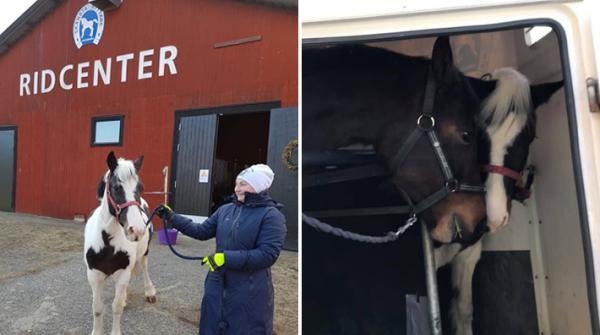 Rosa och Lovely har fått komma hem från UDS. Foto: Privat