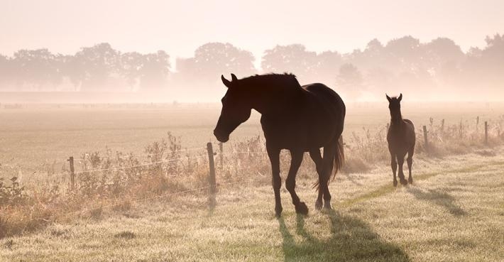 Arkivfoto: Adobe Stock