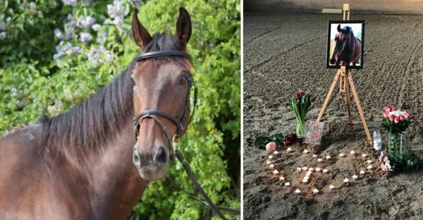 Anordnade minnesstund för ridskolehästen Trubbel: "Många som har varit ledsna"