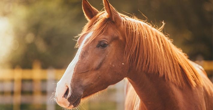 Bilden har inget med händelsen att göra. Foto: Adobe Stock