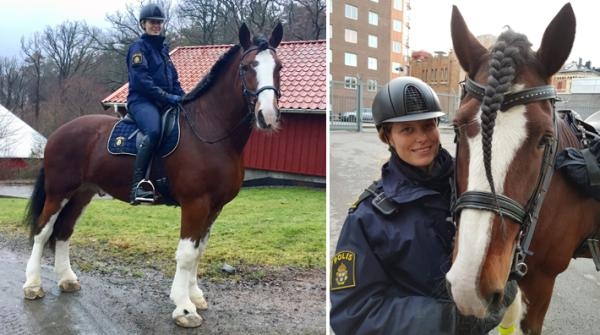 Ridande polisen Marie om shirehästen Albins makalösa dressyrstart: ”Han är fantastisk”