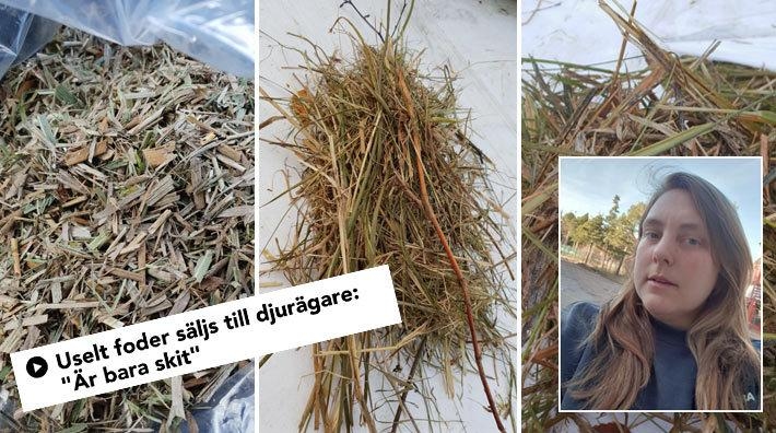 Fick hösilage som är oanvändbart: "Jag började nästan gråta"