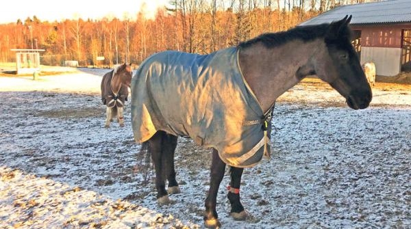 På frambenet har hästarna ett chip som reglerar grovfodergivan. I bakgrunden syns ligghall och grovfoderstation.