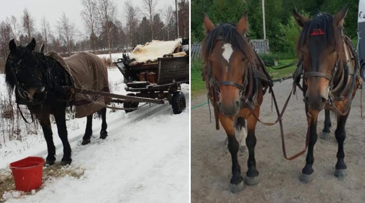 Hästarna traumatiserade efter svåra olyckan: ”Det är fruktansvärt att se dem”