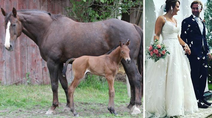 Linneas avelssto Gina med en tidigare avkomma. Foto: Nenne Andersson och Sofia Ygfeldt (bröllop)