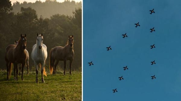 Foto: Adobe Stock och Pressbild/Flygskolan