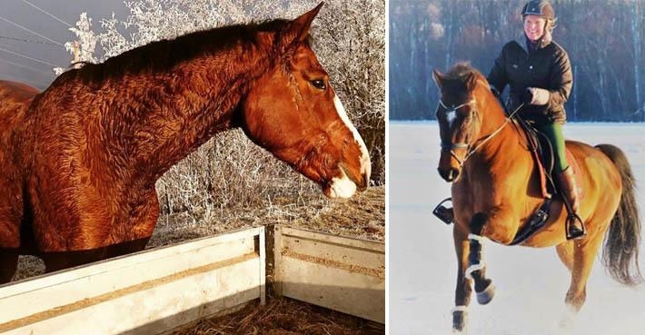 Stoet Copy i vinterpäls efter ett träningspass. Höger en bild på Eva och Ment II Be ett tidigare år, när han var klippt.