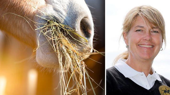 Foto: Adobe Stock och Eskilstunaortens ryttarförening