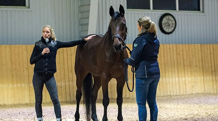 Petra visade var musklerna och lederna sitter på sjuåriga travhästen Star Abow O.P, som ägs av Göran Wester.