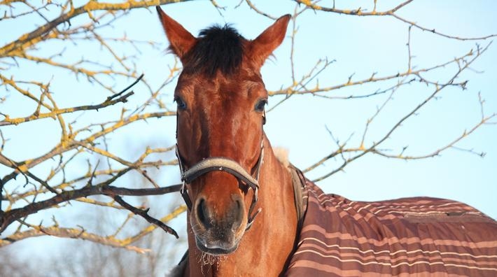 Foto: Adobe Stock